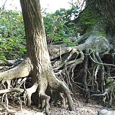 Wurzeln (https://de.wikipedia.org/wiki/Wurzel_(Pflanze)#Wurzelsystemein)