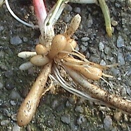 Ranunculus (https://de.wikipedia.org/wiki/Wurzel_(Pflanze)#Wurzelsystemein)