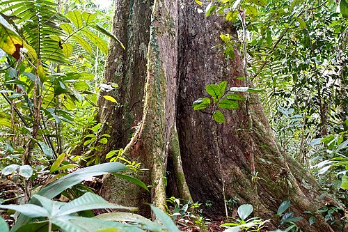 Ecuador (https://de.wikipedia.org/wiki/Wurzel_(Pflanze)#Wurzelsystemein)